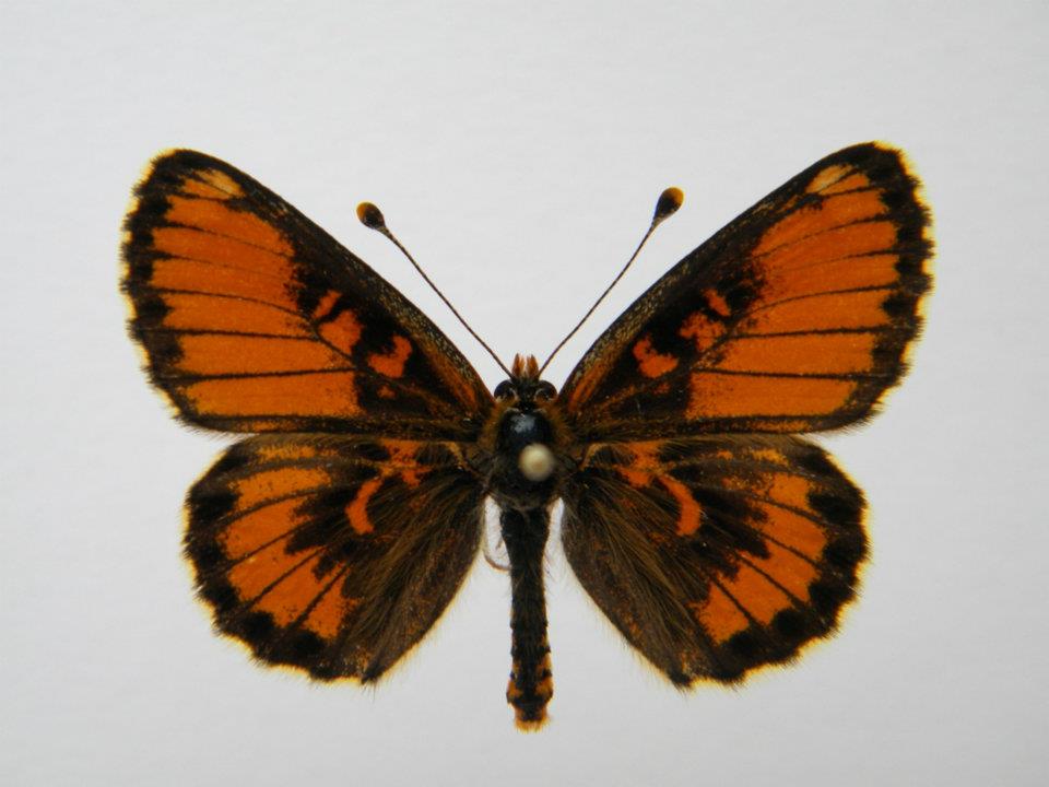 Melitaea trivia abb 2 (Internet Image property of respective owner, non-commercial use only)